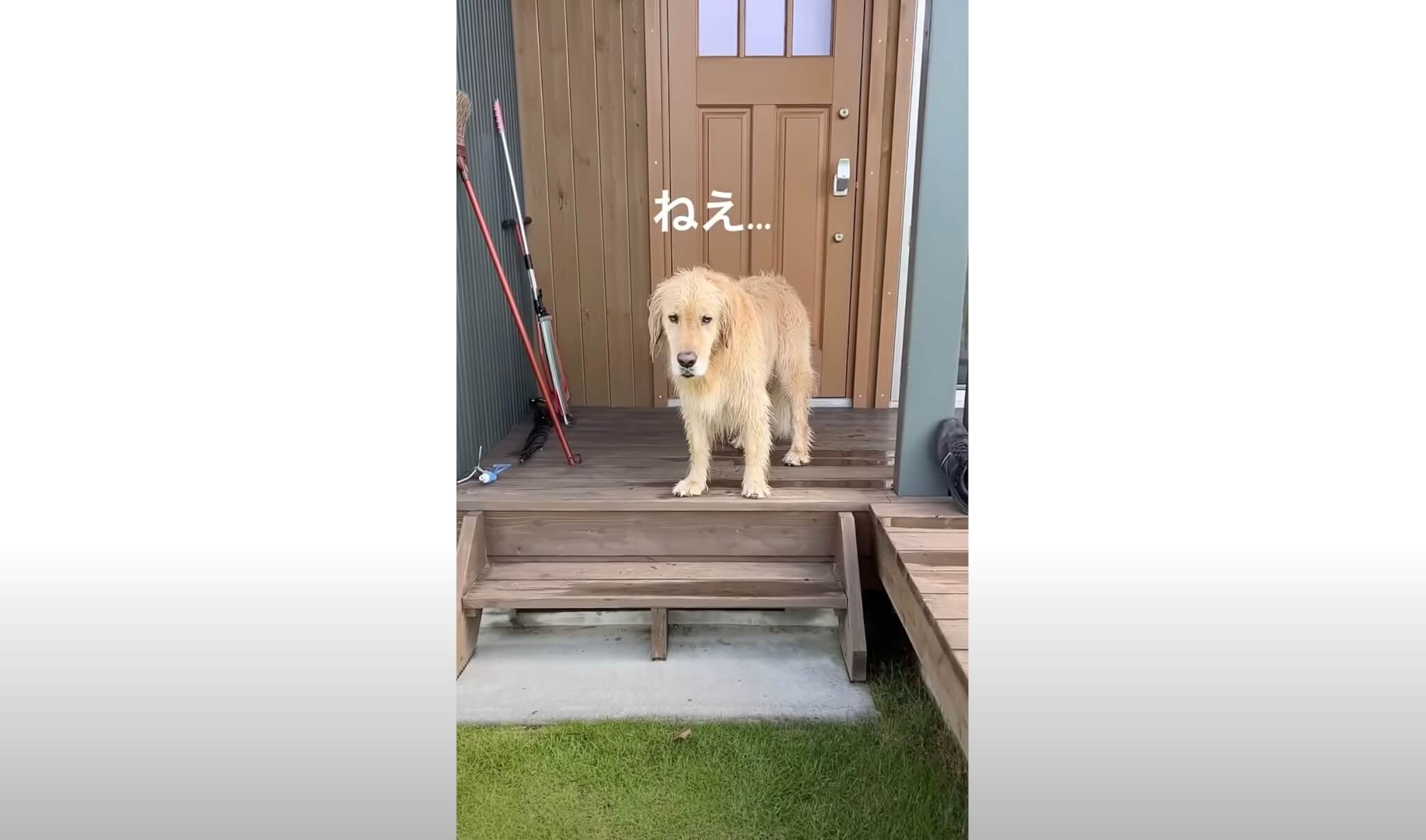 ゴールデンレトリーバー,動画