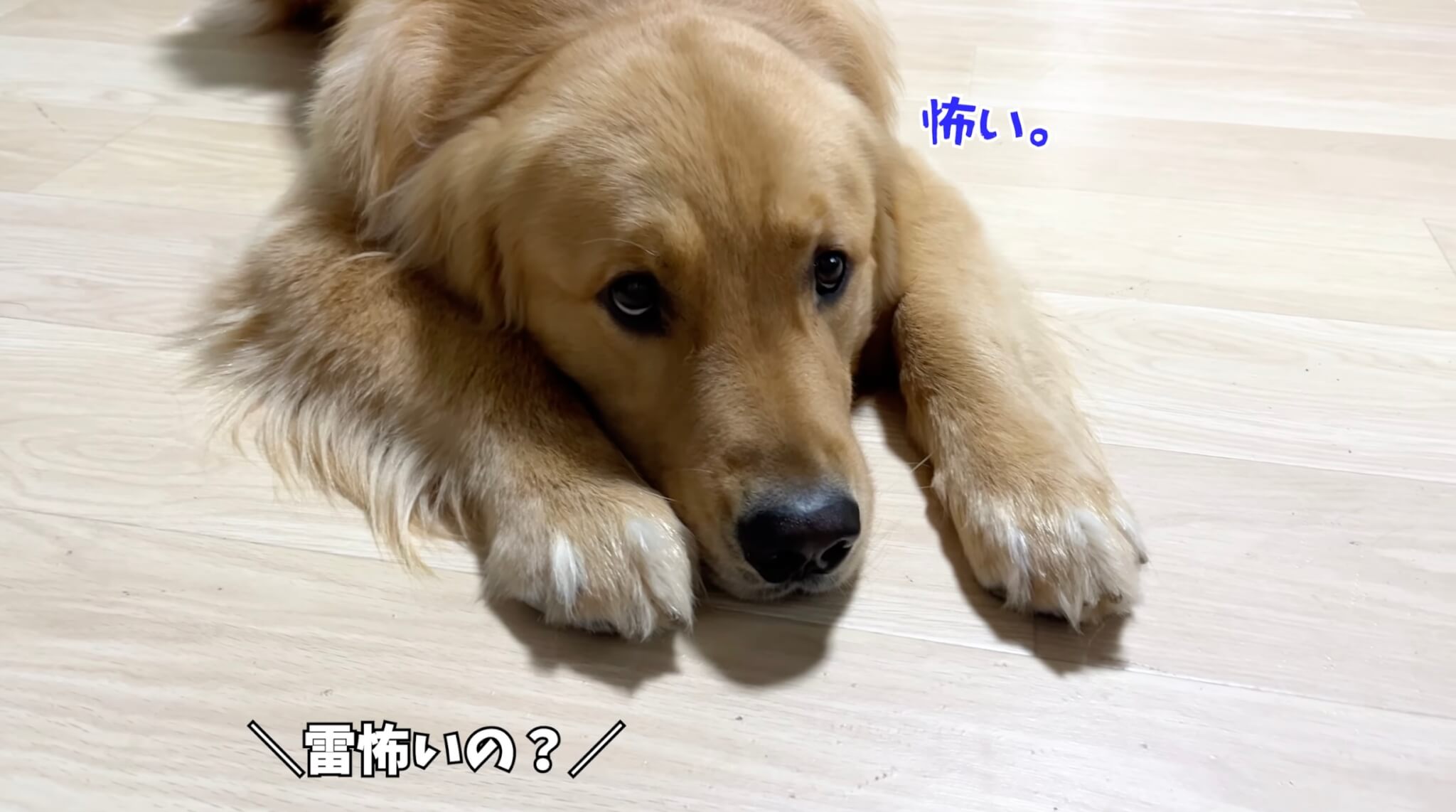 ゴールデンレトリーバー,動画