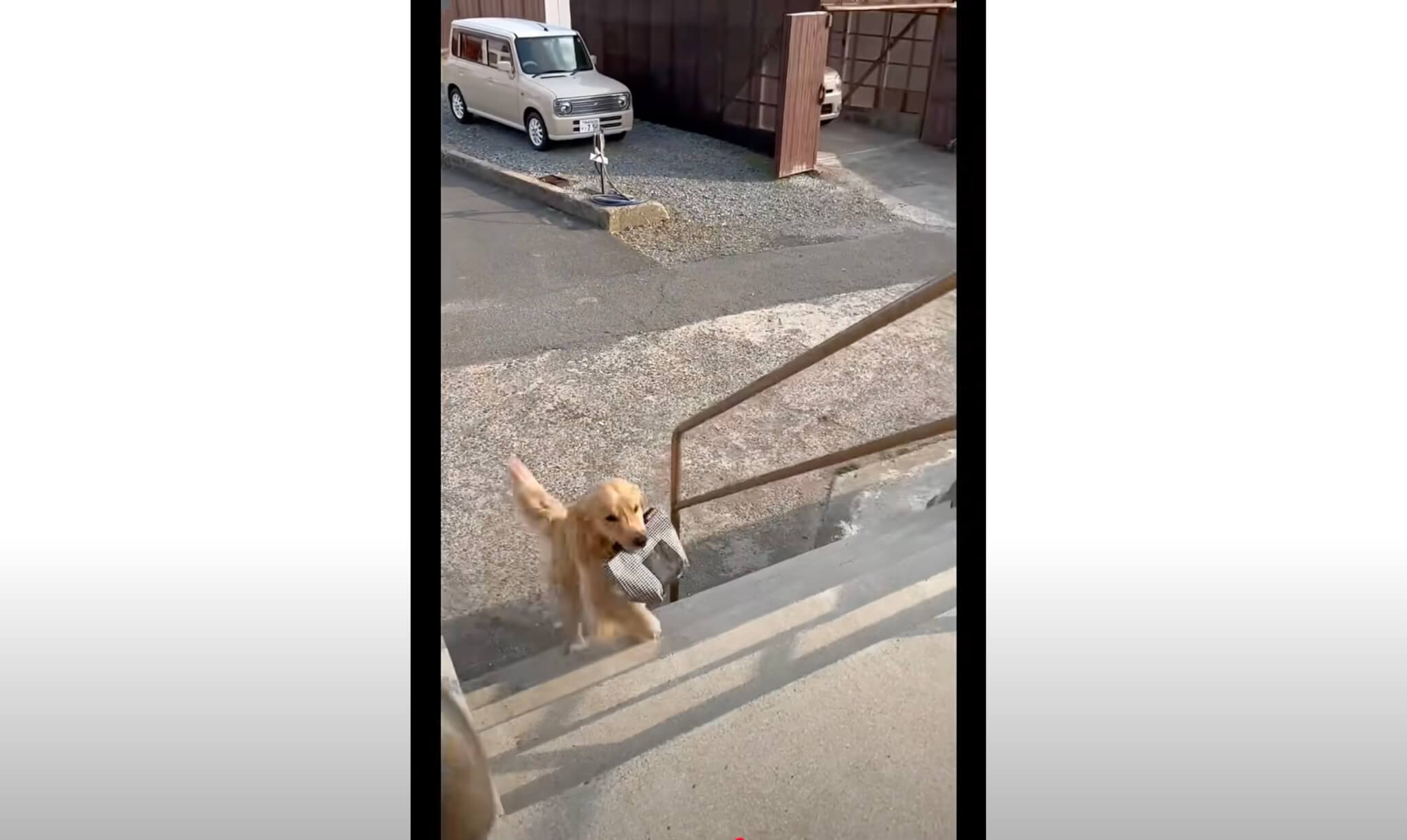 ゴールデンレトリーバー,動画