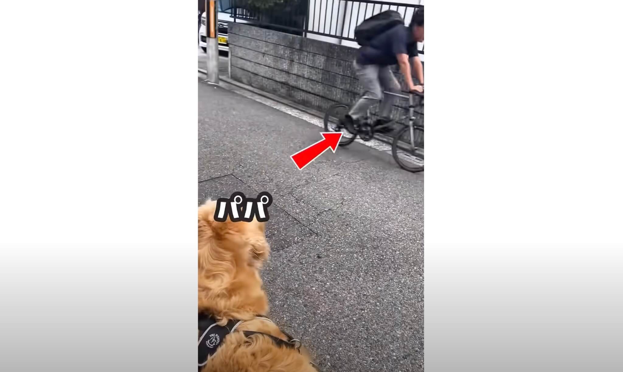 ゴールデンレトリーバー,動画