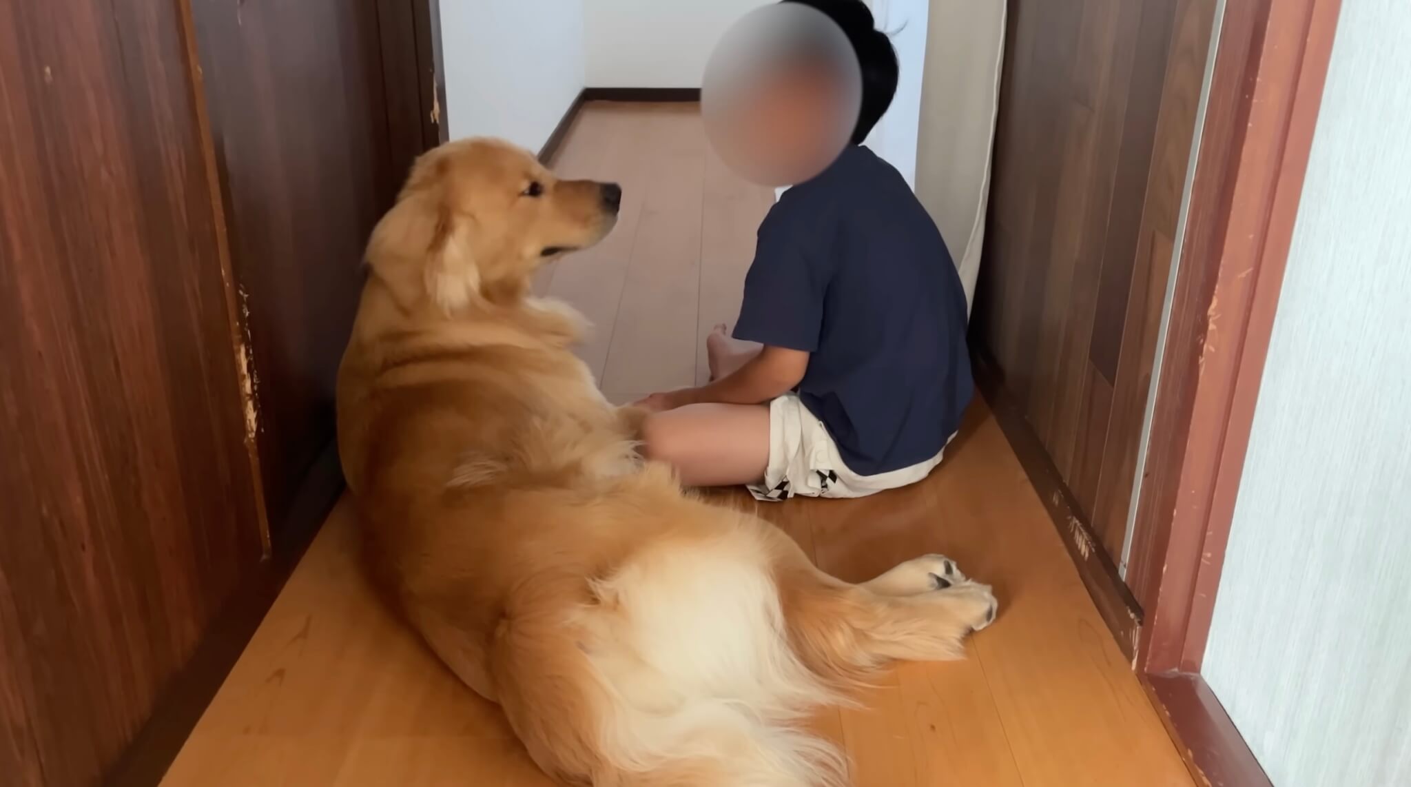 ゴールデンレトリーバー,動画