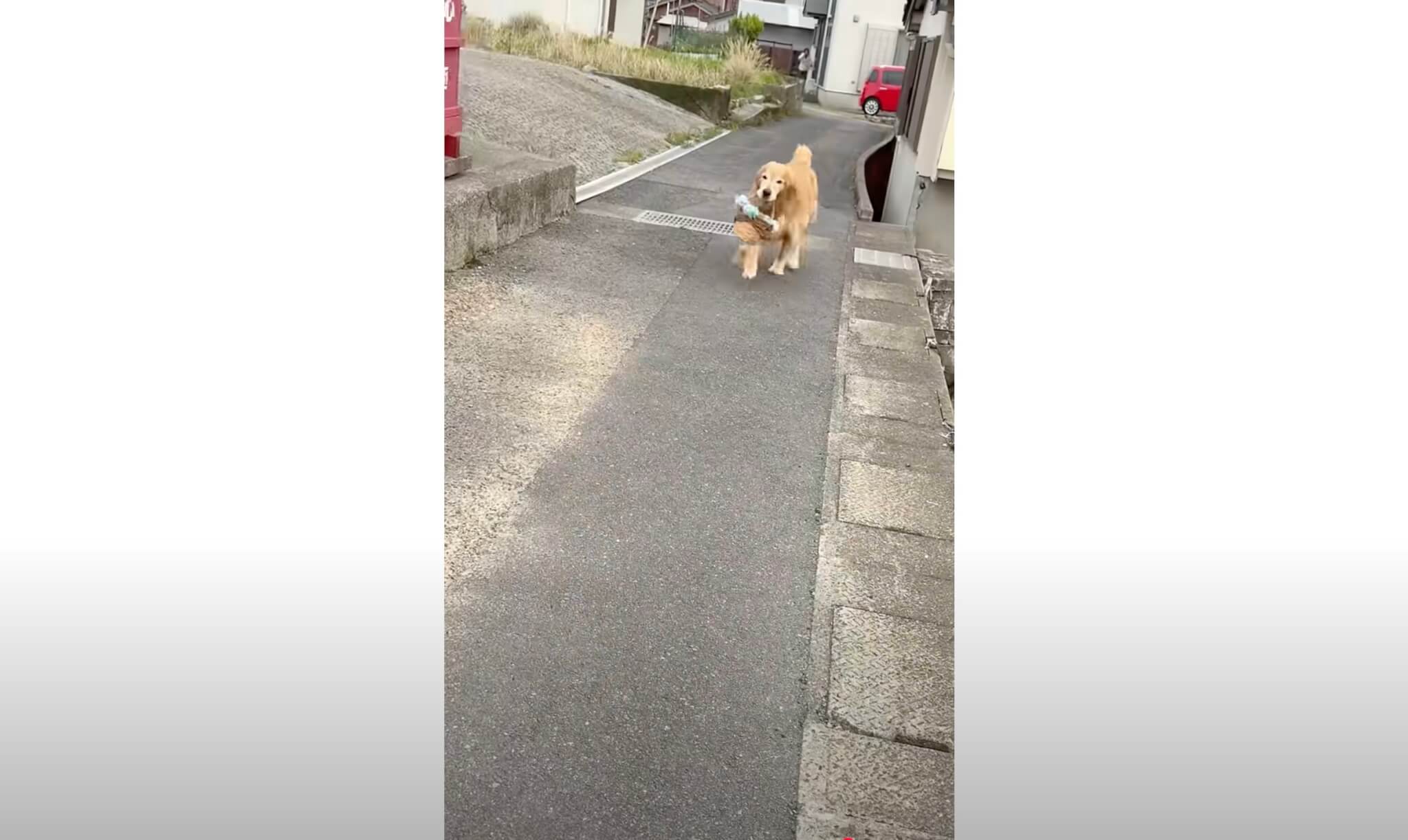 ゴールデンレトリーバー,動画