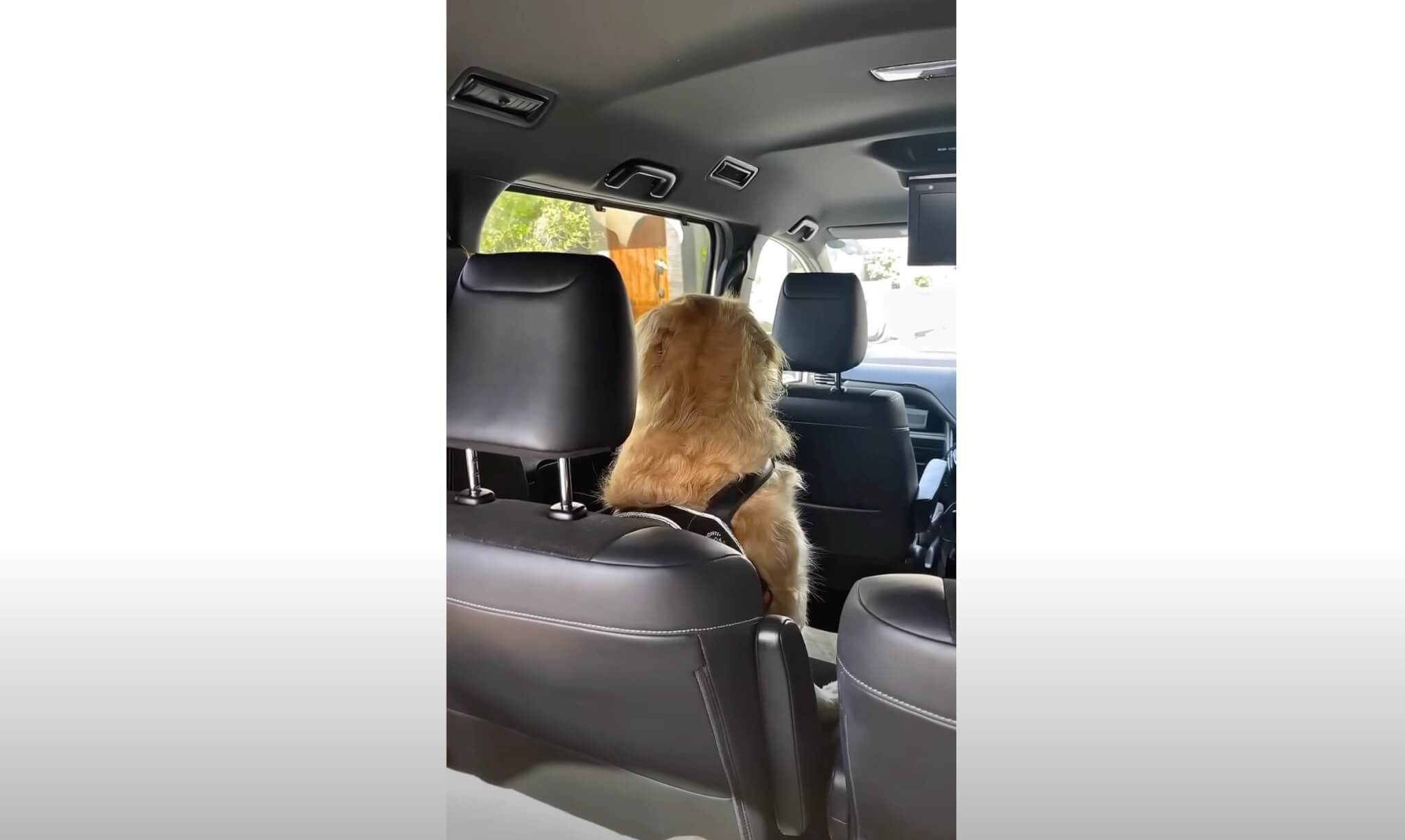 ゴールデンレトリーバー,動画