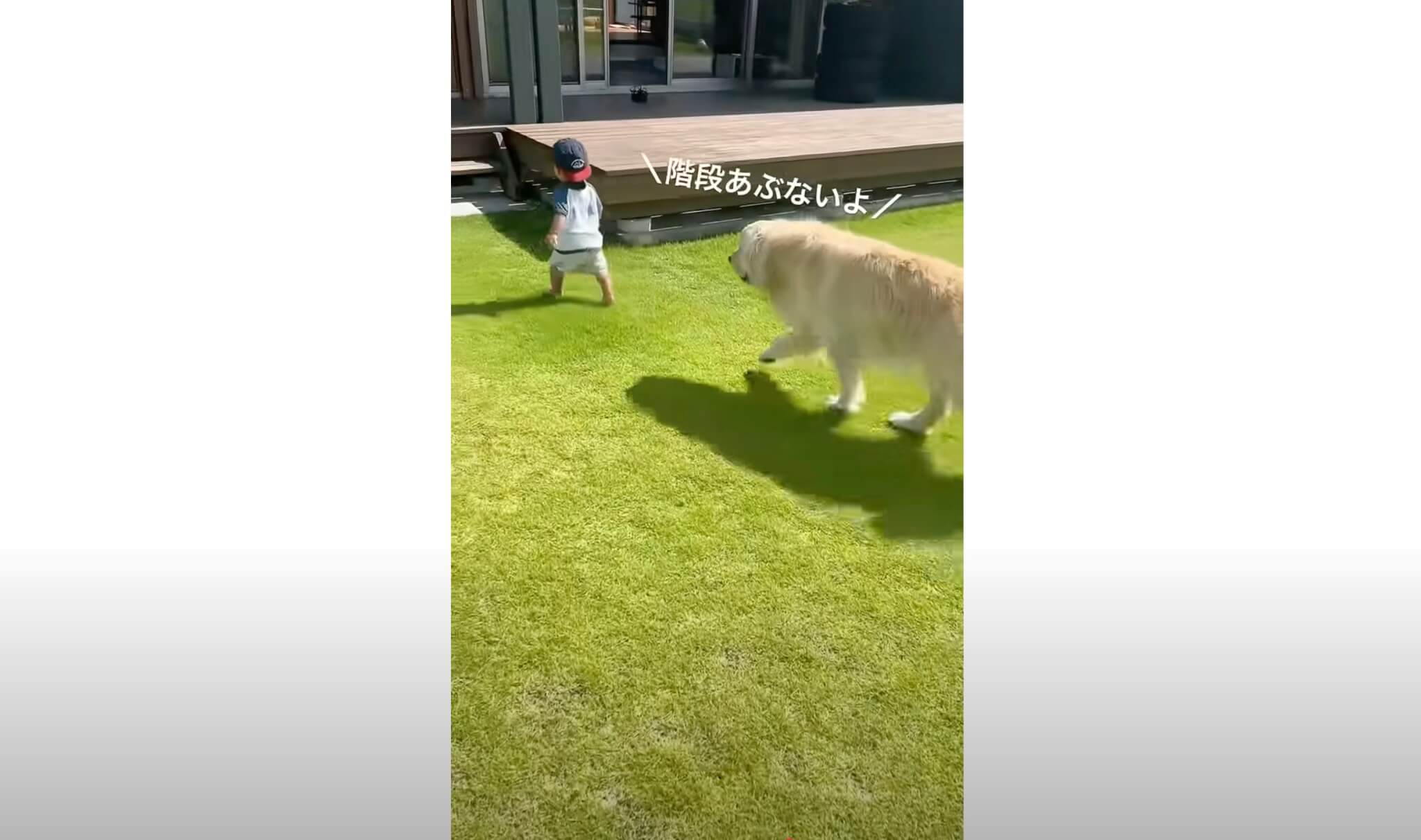 ゴールデンレトリーバー,動画