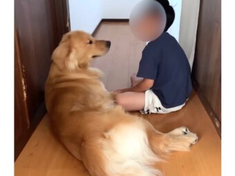 ゴールデンレトリーバー,動画