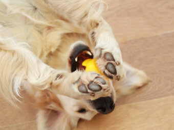 レトリーバー破壊