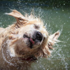 レトリーバー濡れる