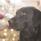 ラブラドールレトリーバー冬