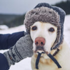 レトリーバー洋服