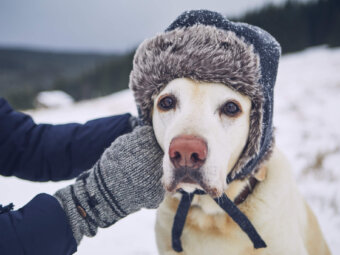 レトリーバー洋服