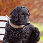 カーリーコーテッド・レトリーバー