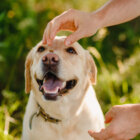 レトリーバー食事