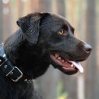 レトリーバー首輪ハーネス