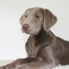 ラブラドールレトリーバー