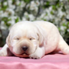 ラブラドール子犬