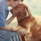 レトリーバー,災害対策