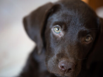 レトリーバー,夜