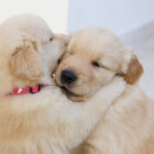 レトリーバー,ブリーダー