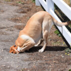 レトリーバー,穴掘り