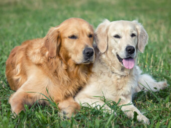 レトリーバー,食糞