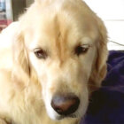 ゴールデンレトリーバー,ウトウト