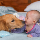 レトリーバー,赤ちゃん