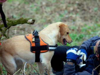 レトリーバー,助ける