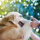 レトリーバー,てんかん