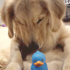 ゴールデンレトリーバー,動画