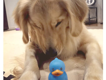 ゴールデンレトリーバー,動画