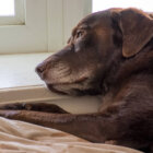 レトリーバー,留守番