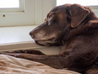 レトリーバー,留守番