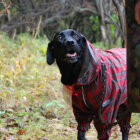 ゴールデンレトリーバー,お散歩