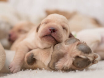 レトリーバー,子犬