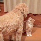 ゴールデンドゥードル,動画