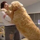 ゴールデンドゥードル,動画