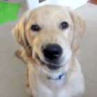 ラブラドールレトリーバー,動画