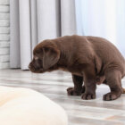 レトリーバー,排泄