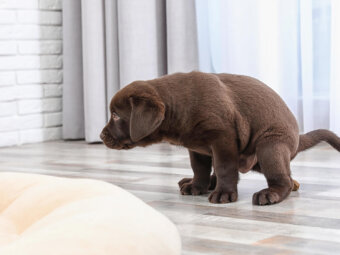 レトリーバー,排泄