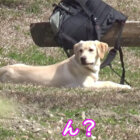 レトリーバー,YouTube