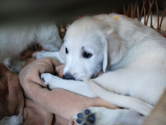 レトリーバー,子犬