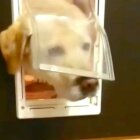 ラブラドールレトリーバー