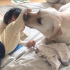 ラブラドールレトリーバー,動画