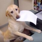 ラブラドールレトリーバー,動画