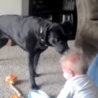 ラブラドールレトリーバー,動画