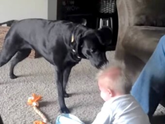 ラブラドールレトリーバー,動画