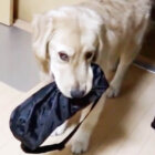 ゴールデンレトリーバー,動画