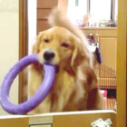 ゴールデンレトリーバー,動画