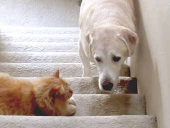 ラブラドールレトリーバー,動画