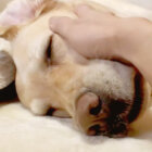 ラブラドールレトリーバー,動画